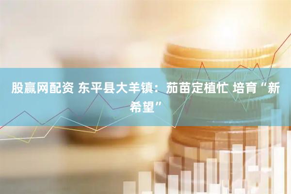 股赢网配资 东平县大羊镇：茄苗定植忙 培育“新希望”